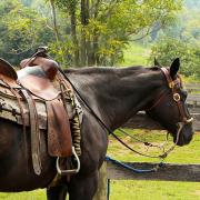 Stock image of a horse and saddle