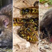 Rodents, wasps and moles are the most common reasons for pest control callouts in Herefordshire