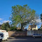 The ash tree in Leominster, suspected of having ash dieback
