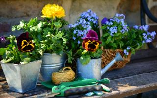 Flowers in pots and a watering can in the garden. Credit: Canva