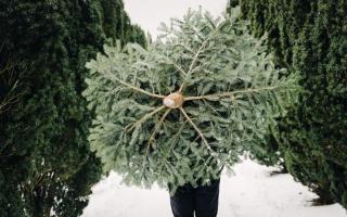 Find out where to buy your Christmas tree in Herefordshire