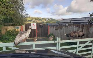 The Rhayader Wildlife Rescue centre shut its doors suddenly last weekend following six years of operating