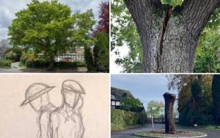 views of the Verdun Oak over time, and the planned design for its remaining trunk