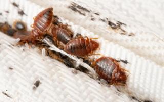 Bed bugs make it hard for people to be comfortable and unable to sleep