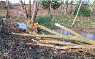 John Price felled trees that were around 50 years old