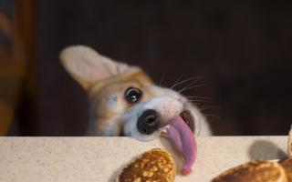 Here are some Pancake Day recipes that are safe for your dog to eat.