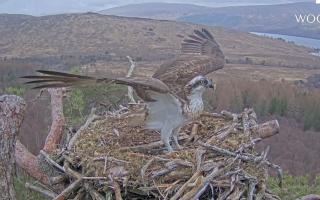 Louis the osprey has returned to Loch Arkaig (Woodland Trust Scotland/PA)