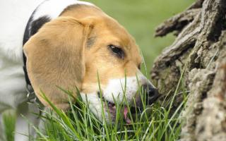 How do I stop my dog eating grass when out and about?