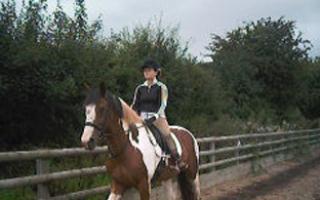 16hh Tobiano (coloured) Cob type 7yr old gelding.