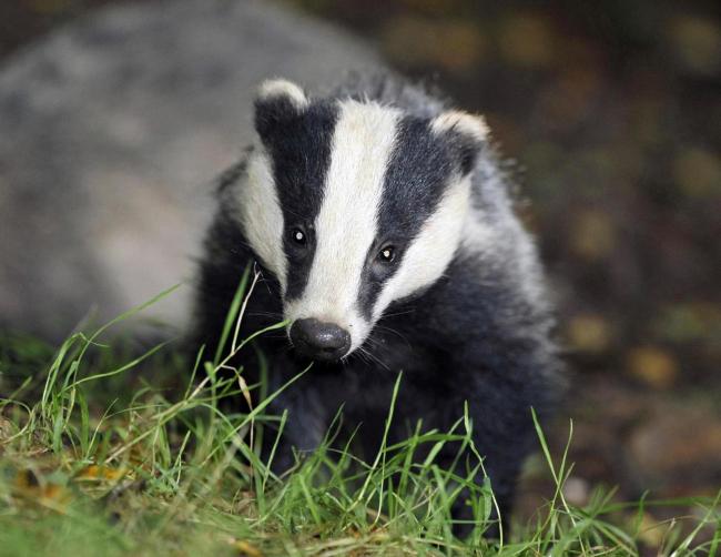 An anti-badger cull public meeting will take place in Hereford.