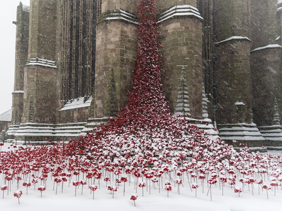 Image of Snow on poppies